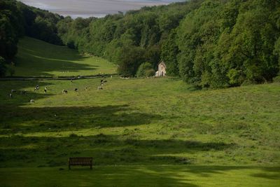 Scenic view of trees on field