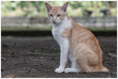 Close-up portrait of cat sitting outdoors