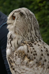 Close-up of owl