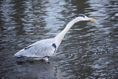 Close-up of swan in lake