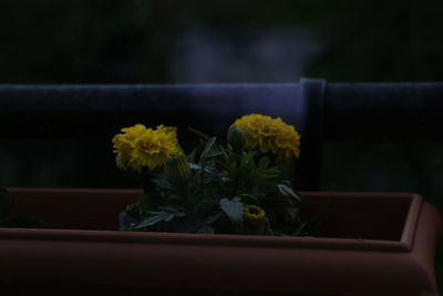 Close-up of yellow flower