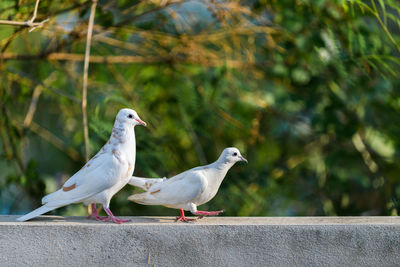 Two white dove walking on wall, nature background