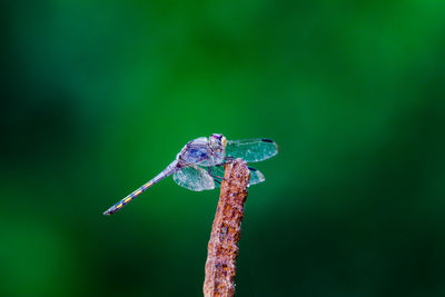 Close-up of damselfly on plant