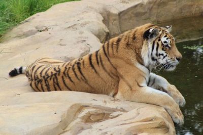 Lion relaxing on rock