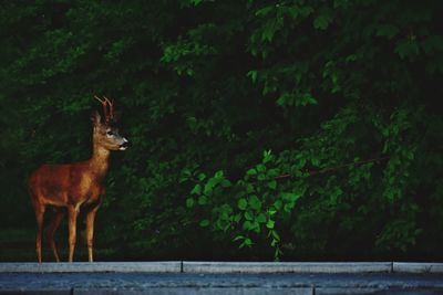 Deer in the park in gdynia