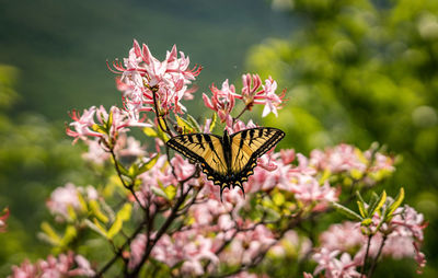 Close-up of butterfly pollinating on pink flower