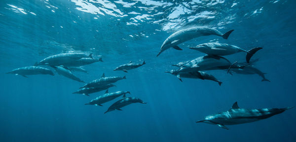Fishes swimming in sea