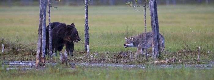 Panoramic view of bear and wolf standing on field