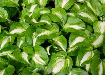 Full frame shot of green leaves