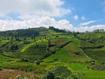 Scenic view of agricultural field against sky