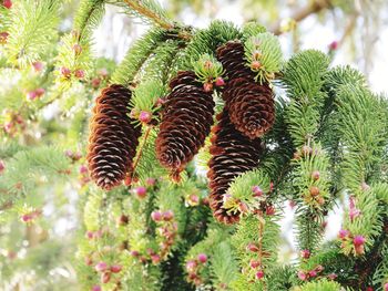 Close-up of red flowering plant