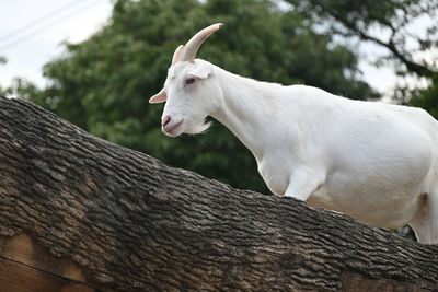 Close-up of goat on tree trunk