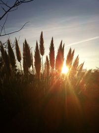 Sun shining through trees