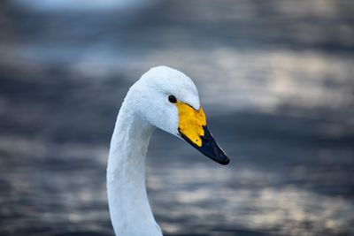 Close-up of swan in lake