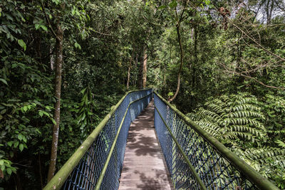 Narrow footbridge amidst plants and trees in forest