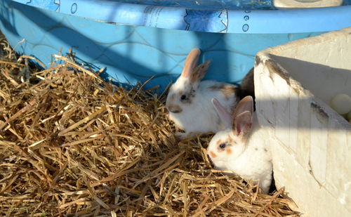 High angle view of rabbits sitting on field