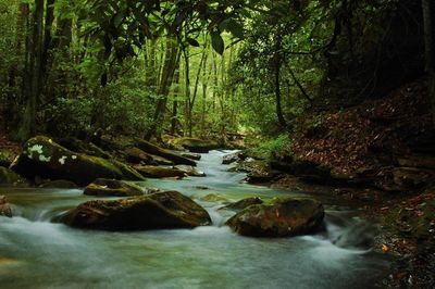 View of waterfall in forest