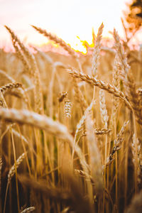 View of plants in field against sky