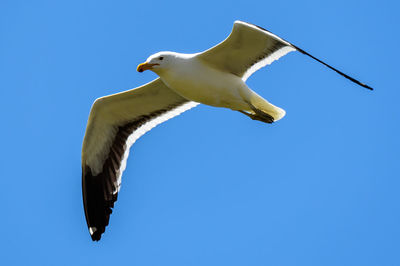 Low angle view of seagull flying against clear blue sky