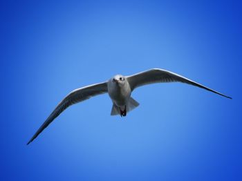 Low angle view of seagull flying