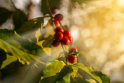 Close-up of red berries growing on plant arabiga