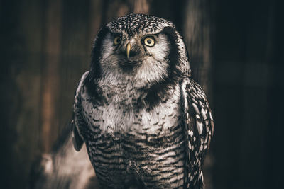 Close-up portrait of owl