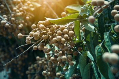 Close-up of berries on plant