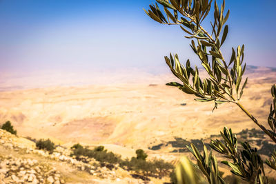 Close-up of plant growing on land against sky