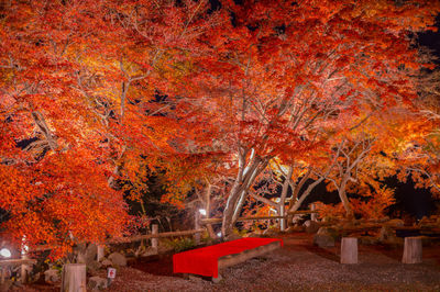 Autumn tree in park