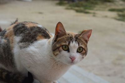 A beautiful cat, with charming green eyes