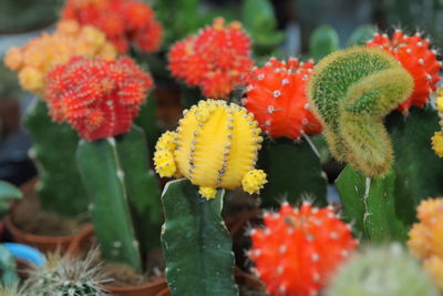 Beautiful flowering cacti, a collection of flowering cacti, is sold in the store. high quality photo