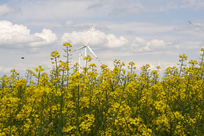 Yellow flowering plants on field against sky