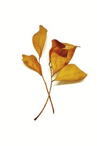 Close-up of dry leaf against white background