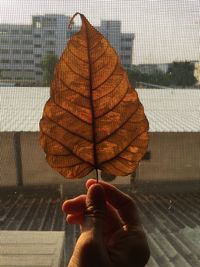 Close-up of man holding peepal tree