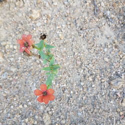 High angle view of insect on plant