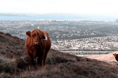 Highland cattle standing on mountain against cityscape