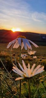Close-up of flowering plant on field against sky during sunset