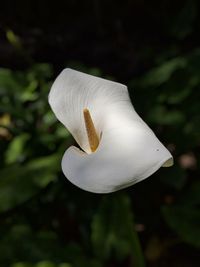 Close-up of white flower against blurred background