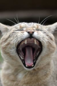 Close-up of cat yawning