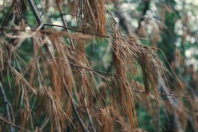 Close-up of dry plants on field