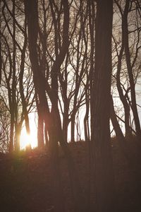 Sun shining through trees