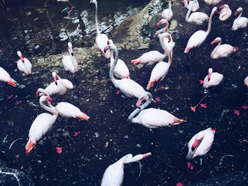 High angle view of swans and ducks in lake