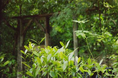 Close-up of plants against trees