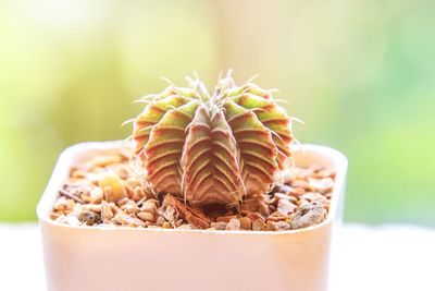 Close-up of potted plant