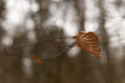 Close-up of dried leaf on plant