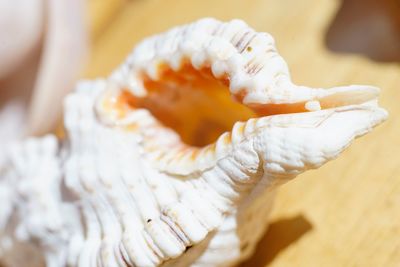 Close-up of seashell on a table