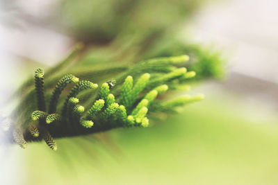 Close-up of fresh green plant