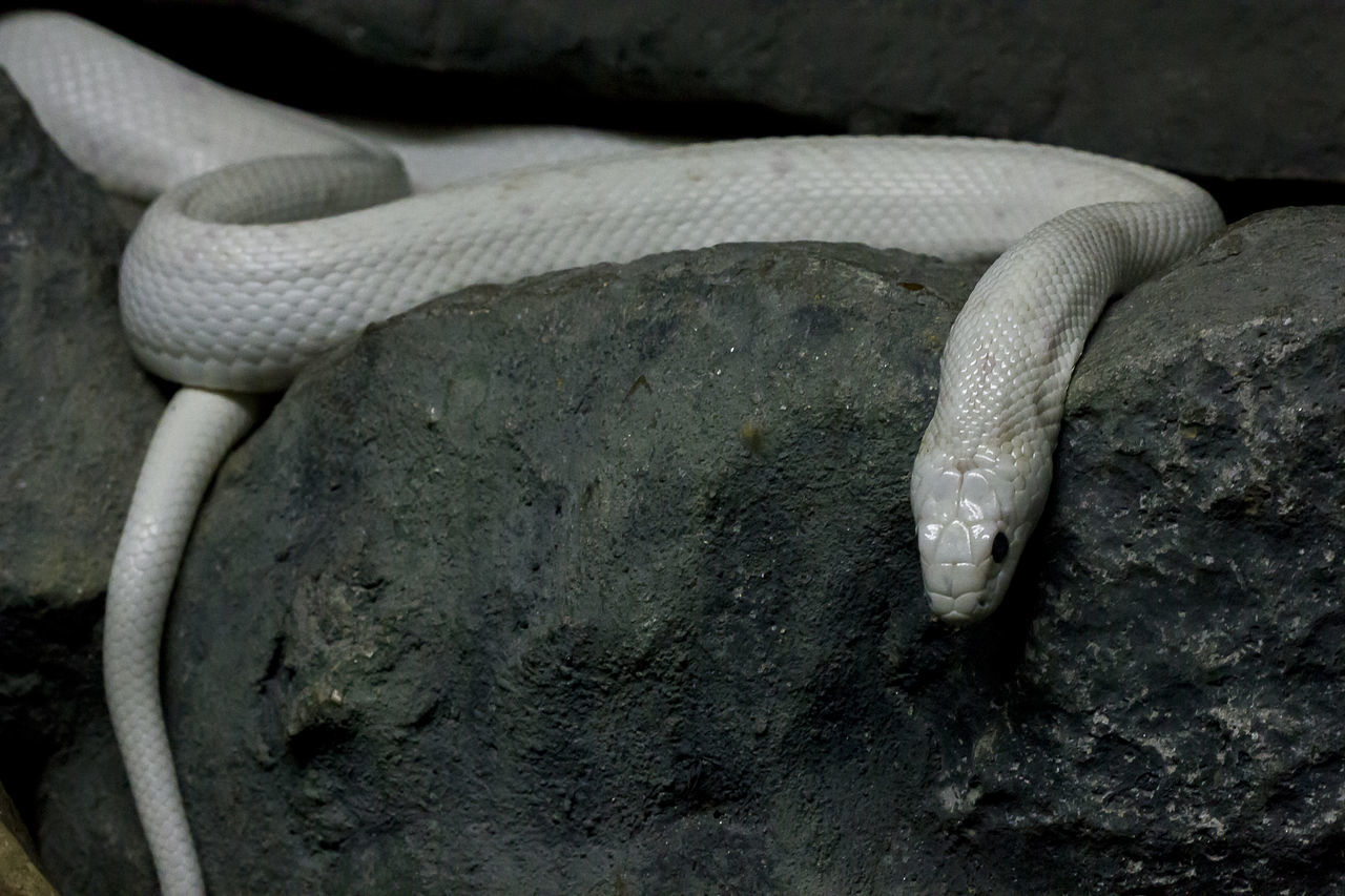 HIGH ANGLE VIEW OF SNAKE