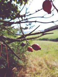 Close-up of red berries growing on tree