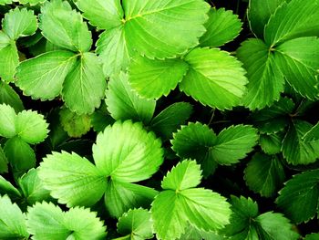 Full frame shot of green leaves